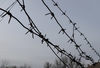 antique barbed wire over tree tops