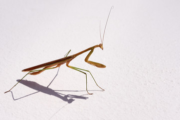 Mantis on the white floor