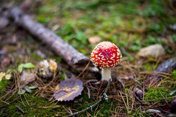 fly agaric in forest