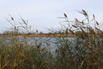 bank of a large river with thickets of dry reeds