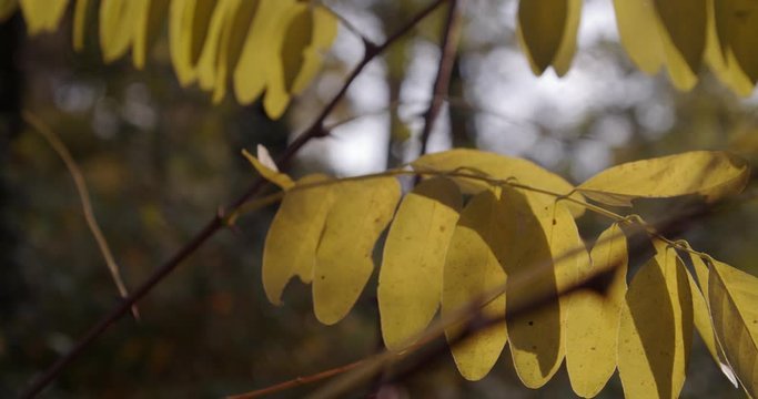 Beautiful Girl Walking in Autumn Prak
