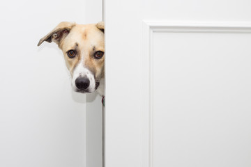 Hund schaut hinter einer Tür hervor