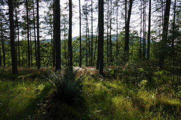 Obraz premium Wald in Pitlochry, Schottland, Großbritanien