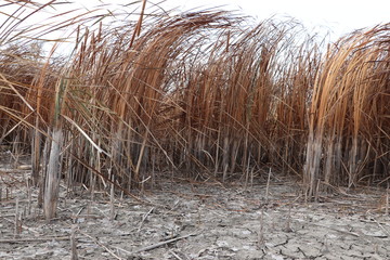 dried reeds by the river