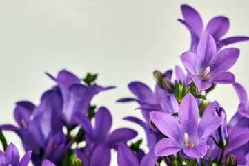 detail of purple  Campanula flowers in studio.,
