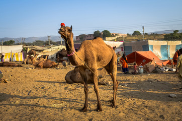 Indian people and camels at Pushkar Camel Fair (Pushkar Mela) in Pushkar, Rajasthan, India
