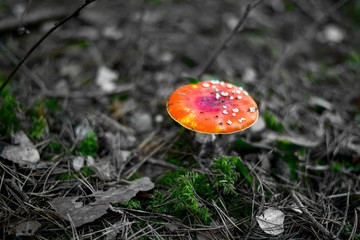 fly agaric in forest