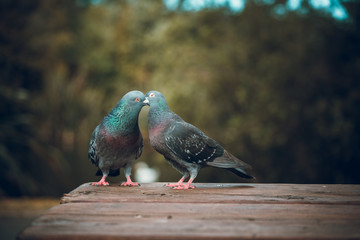 Pigeons love. Two Pigeons in love in park