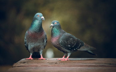 Pigeons love. Two Pigeons in love in park