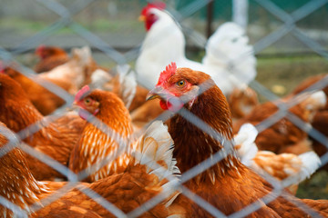 Hens poultry farm. Portrait of a brown chicken hen in the center of the composition. White rooster...