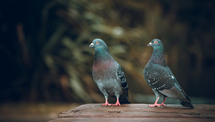 Pigeons love. Two Pigeons in love in park