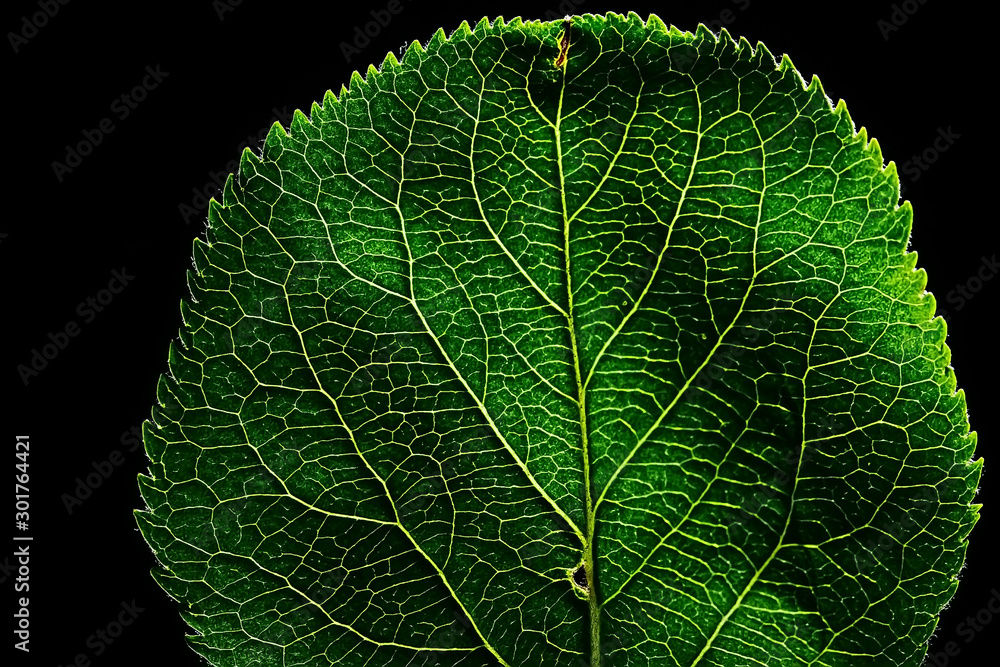 Wall mural texture marco green leaf / fresh spring background green nature leaf tree structure