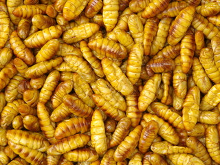 Silkworm pupae