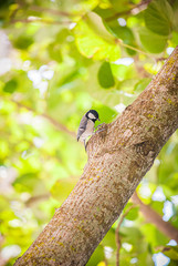 The Great Tit, Parus major, finding food on the tree