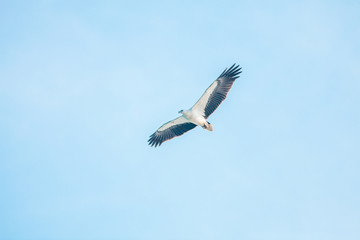 Haliaeetus leucogaster flying in the sky in Hong Kong