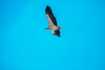 Haliaeetus leucogaster flying in the sky in Hong Kong