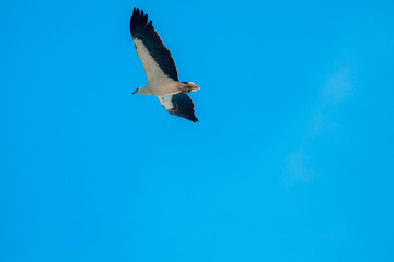 Haliaeetus leucogaster flying in the sky in Hong Kong