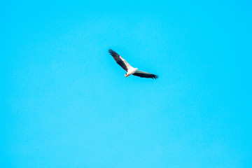 Haliaeetus leucogaster flying in the sky in Hong Kong