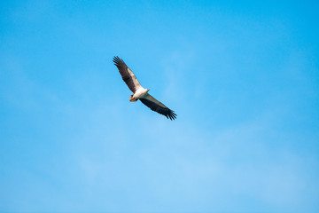 Haliaeetus leucogaster flying in the sky in Hong Kong