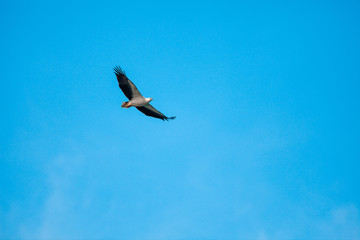 Haliaeetus leucogaster flying in the sky in Hong Kong