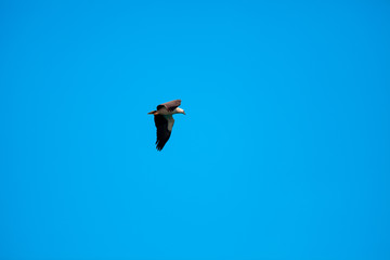 Haliaeetus leucogaster flying in the sky in Hong Kong