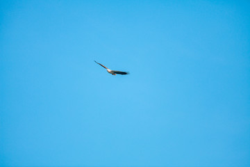 Haliaeetus leucogaster flying in the sky in Hong Kong