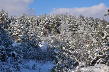 Winter landscape with snow and trees