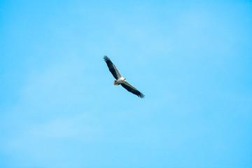 Fototapeta premium Haliaeetus leucogaster flying in the sky in Hong Kong