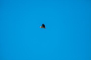 Haliaeetus leucogaster flying in the sky in Hong Kong
