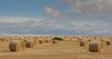 Runde gepresste Strohballen auf dem Feld