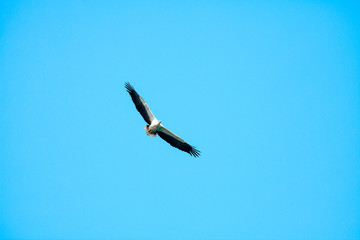 Haliaeetus leucogaster flying in the sky in Hong Kong