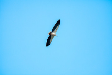 Haliaeetus leucogaster flying in the sky in Hong Kong