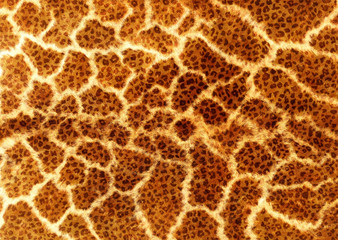 leopard skin texture