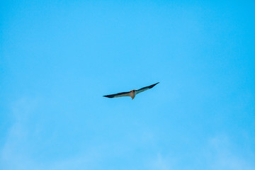 Haliaeetus leucogaster flying in the sky in Hong Kong