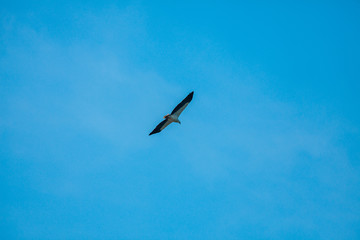 Haliaeetus leucogaster flying in the sky in Hong Kong