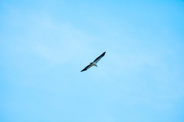 Haliaeetus leucogaster flying in the sky in Hong Kong