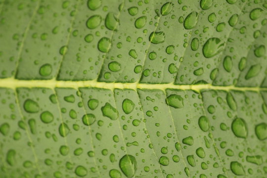 Close up shot of water drops in the green leafs on the garden, rain drops on the green leafs