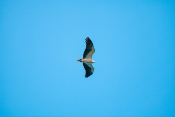 Haliaeetus leucogaster flying in the sky in Hong Kong