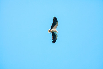 Haliaeetus leucogaster flying in the sky in Hong Kong