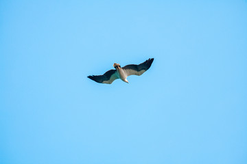 Haliaeetus leucogaster flying in the sky in Hong Kong
