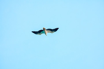 Haliaeetus leucogaster flying in the sky in Hong Kong