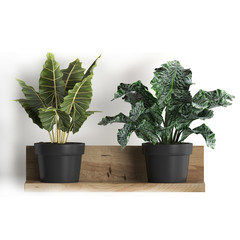 3D digital render of alocasia macrorrhiza isolated on white background