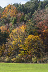 Herbstfarben bei Sonnenschein im Thüringer Wald