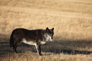 Fototapeta premium A north american wolf (Canis lupus) staying in the gold dry grass in front of the forest. Calm, black and big north american wolf male.