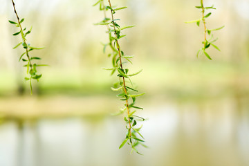 branch of a tree in spring