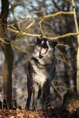 A north american wolf (Canis lupus) staying in the dry grass in front of the forest. Calm, black and big north american wolf male with open mouth.