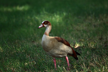 An Egyptian goose (Alopochen aegyptiaca) strolling on the grass in a park