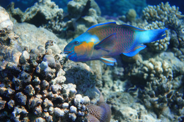 Parrotfish In The Ocean. Colorful Tropical Fish In The Sea.