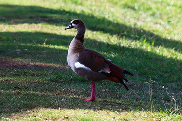 An Egyptian goose (Alopochen aegyptiaca) strolling on the grass in a park