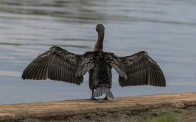 Cormorant with wings outstretched  at presque  isle state park lake Erie Pennsylvania 